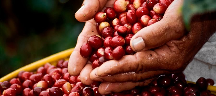 Fedecafé y Estados Unidos reafirmaron compromiso para un diálogo continuo y productivo en exportación del grano