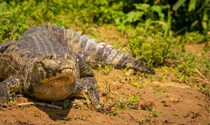 Procuraduría exige acciones inmediatas por fuga masiva de caimanes en La Mojana