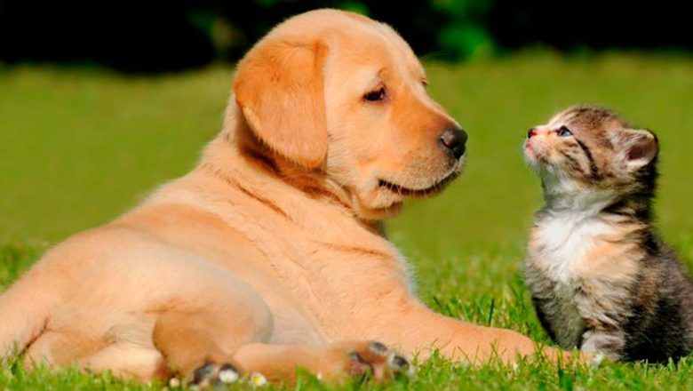 Listo protocolo para protección de mascotas y animales de compañía en situaciones de emergencia