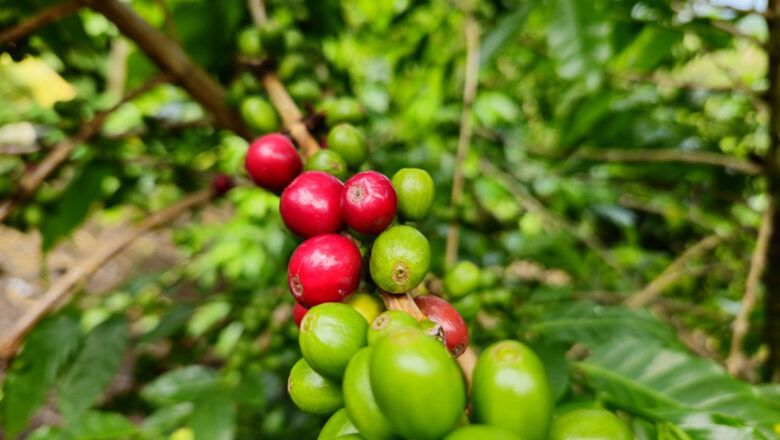 Aumento de cultivos de café y producción ganadera jalonaron crecimiento del sector agro en 2024 y de la economía nacional