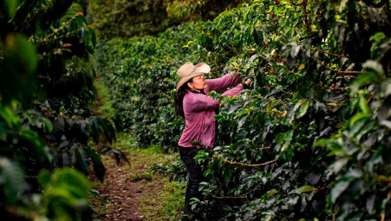 Jornadas de alivios financieros para los productores agropecuarios del Catatumbo desde este 3 y 4 de febrero