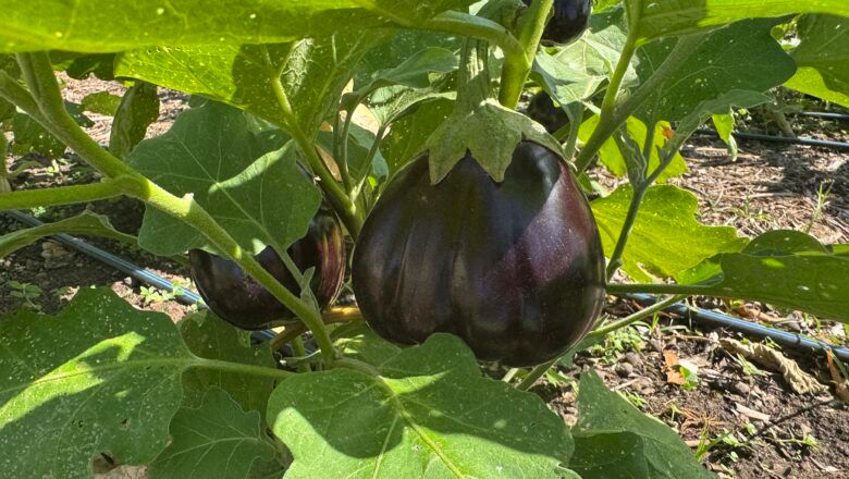 Alcaldía impulsa proyectos de huertas y viveros en comunidades rurales e indígenas de Santa Marta