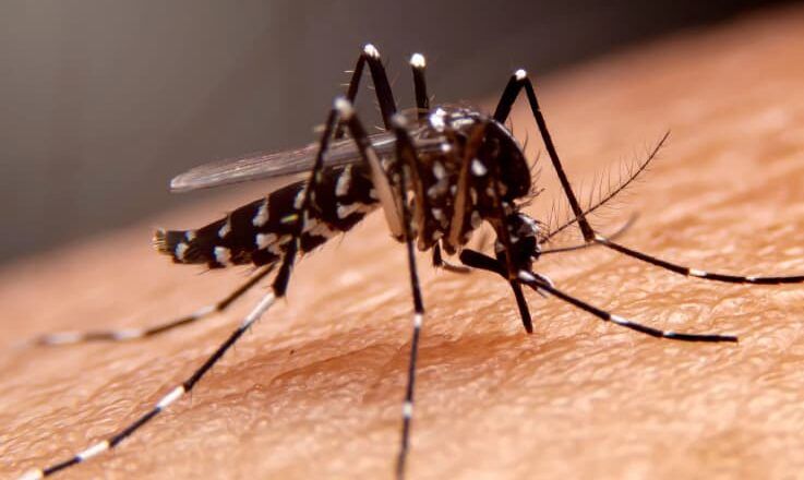 Alcaldía de Santa Marta intensifica acciones para contrarrestar el dengue en distintos sectores del Distrito