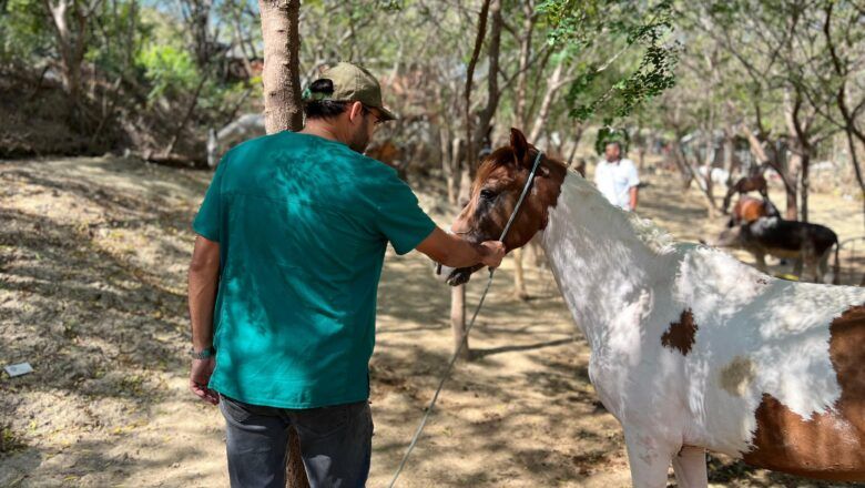 Equinos rescatados por el Distrito, listos para ser adoptados por familias que les brinden amor