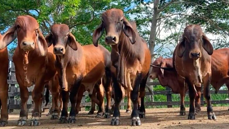 Colombia ingresa al Grupo de Expertos de la OMS Animal para el control del Gusano Barrenador del Ganado