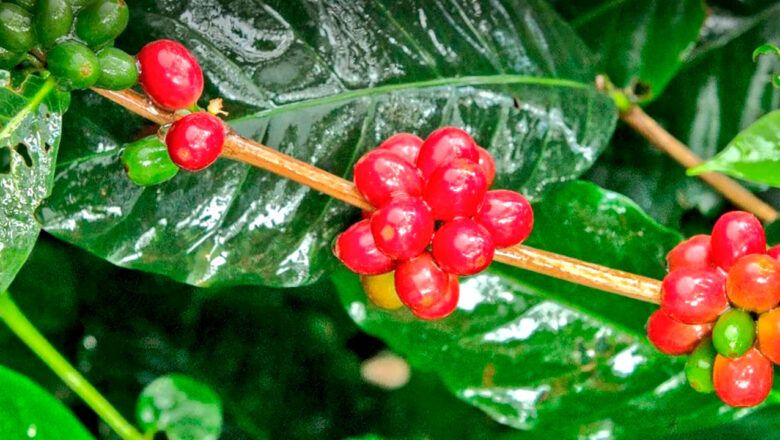 Café, pesca y acuicultura jalonaron PIB agrícola al 7,1 % en primer trimestre de 2025