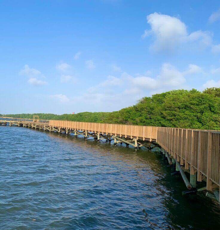 Barranquilla celebra el Día Internacional de los Bosques