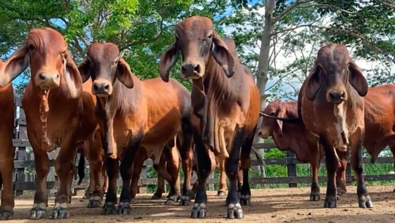 Producción de carne bovina genera más de un millón de empleos en Colombia
