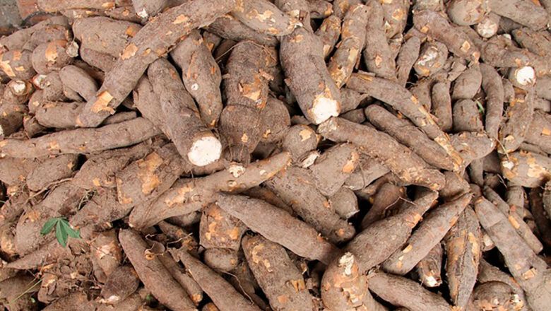 2.500 familias del Cesar conformarán Territorio Campesino Agroalimentario para conservar la soberanía alimentaria