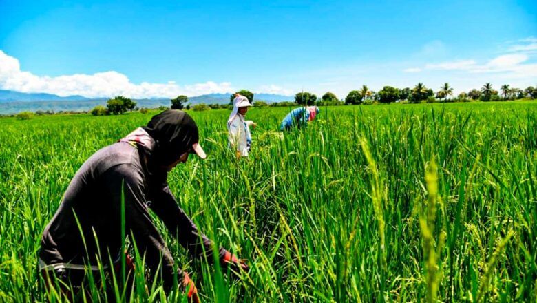 Gobierno garantiza insumos para pequeños arroceros en seis departamentos al levantar paro