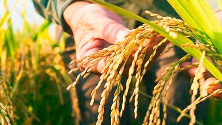 Salvavidas financiero del Gobierno a pequeños productores de arroz