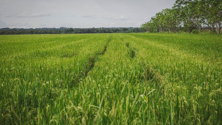 Libertad regulada de precio de arroz paddy verde otorga MinAgricultura