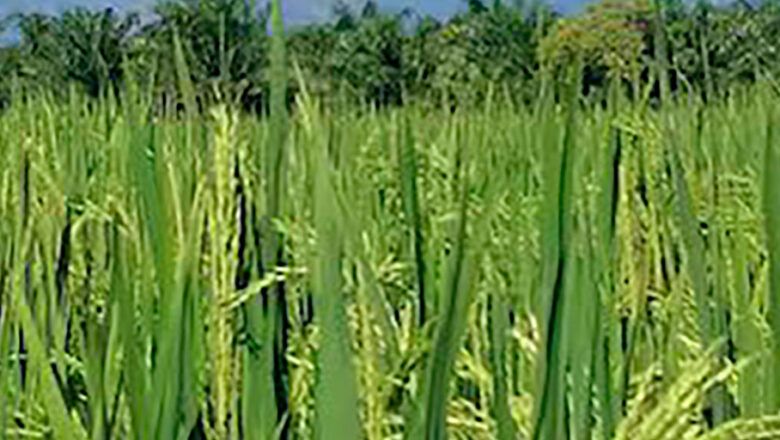 Arroceros anuncian paro, Gobierno busca proteger a pequeños productores con precio mínimo de compra del arroz paddy verde