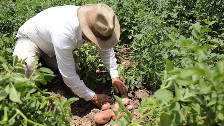 Arroz y papa, protagonistas del crecimiento agrícola del país