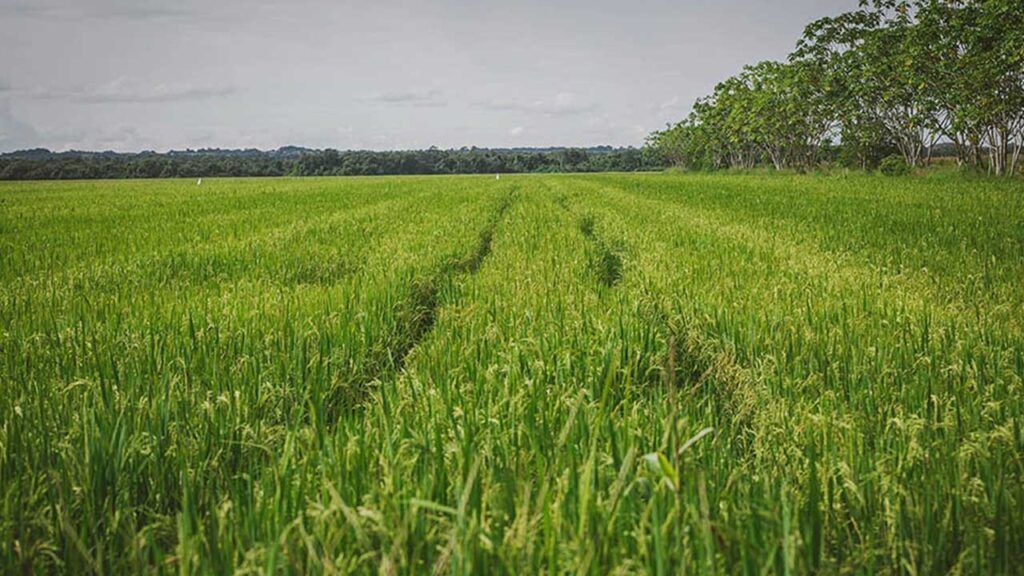 MinAgricultura establece por resolución libertad vigilada de precios para el arroz paddy verde arroz cultivos ed