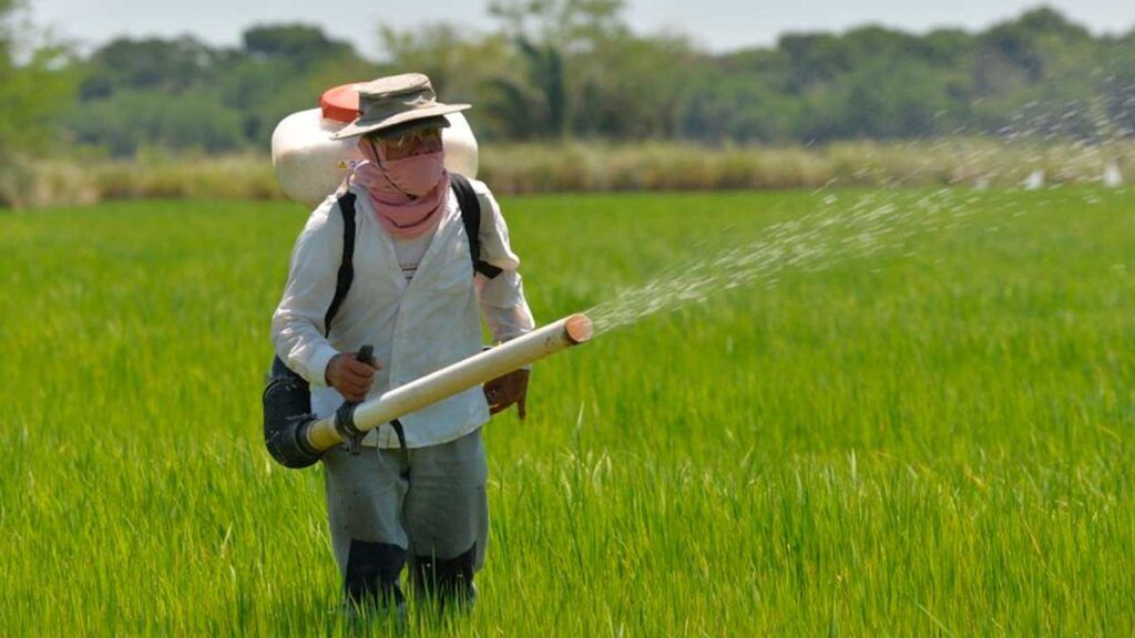 productores arroz ed