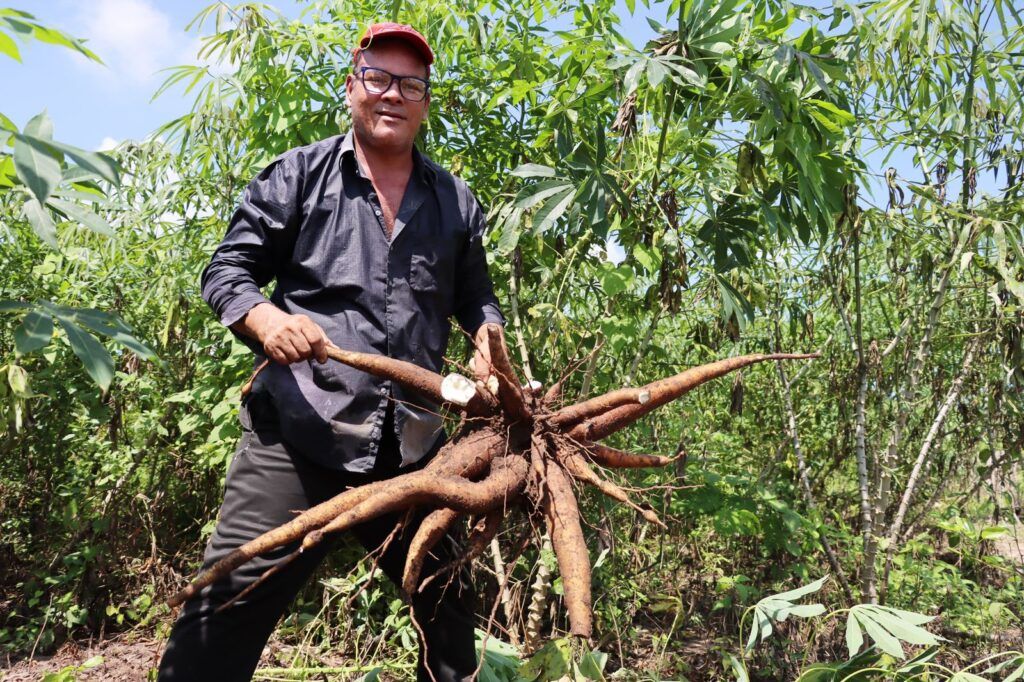Mercados campesinos vuelven al Atlántico, oportunidad para aprovechar los frutos de la tierra siembra yuca ed