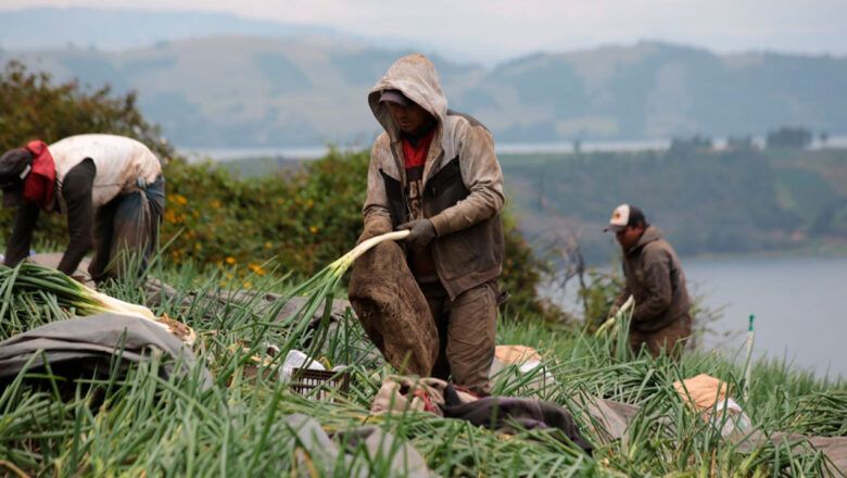 Corte Constitucional avala creación de la Jurisdicción Agraria y Rural