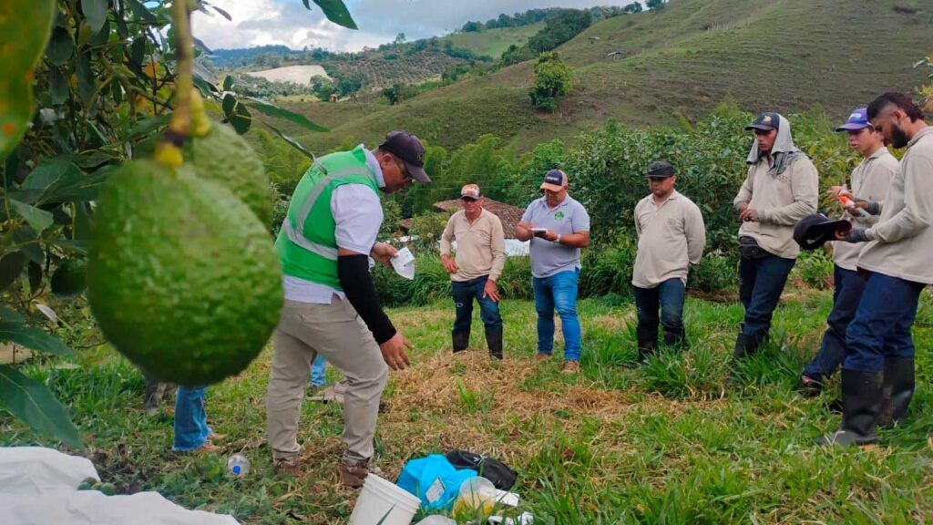 Con calidad sanitaria, Colombia pasó de 4 mercados internacionales en 2022 a conquistar 48 en 2025 agro Colombia paso de 4 mercados internacionales ed