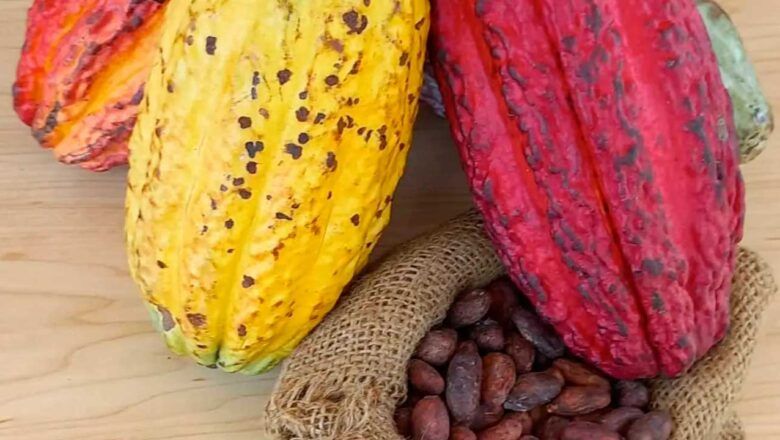 ChocoFest Tumaco 2025, la vitrina del cacao como motor de desarrollo y proyección internacional