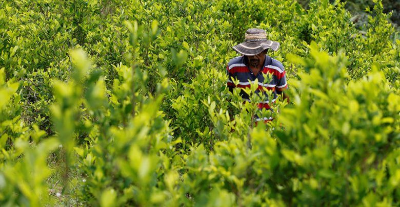 cultivo cocaina ed
