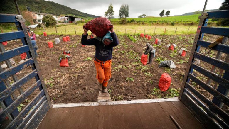 Agro colombiano: crecimiento de áreas sembradas y producción de cultivos transitorios en 2025