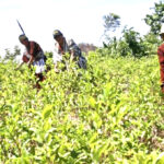Producción de coca mantiene desaceleración, pese a leve aumento en 2024