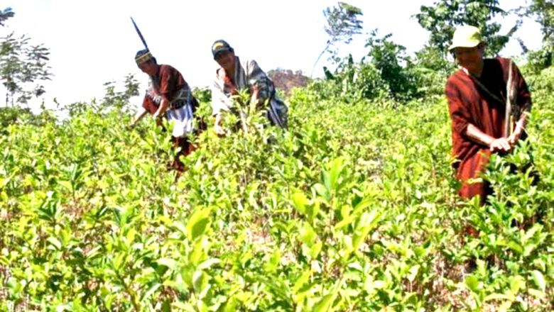 Producción de coca mantiene desaceleración, pese a leve aumento en 2024