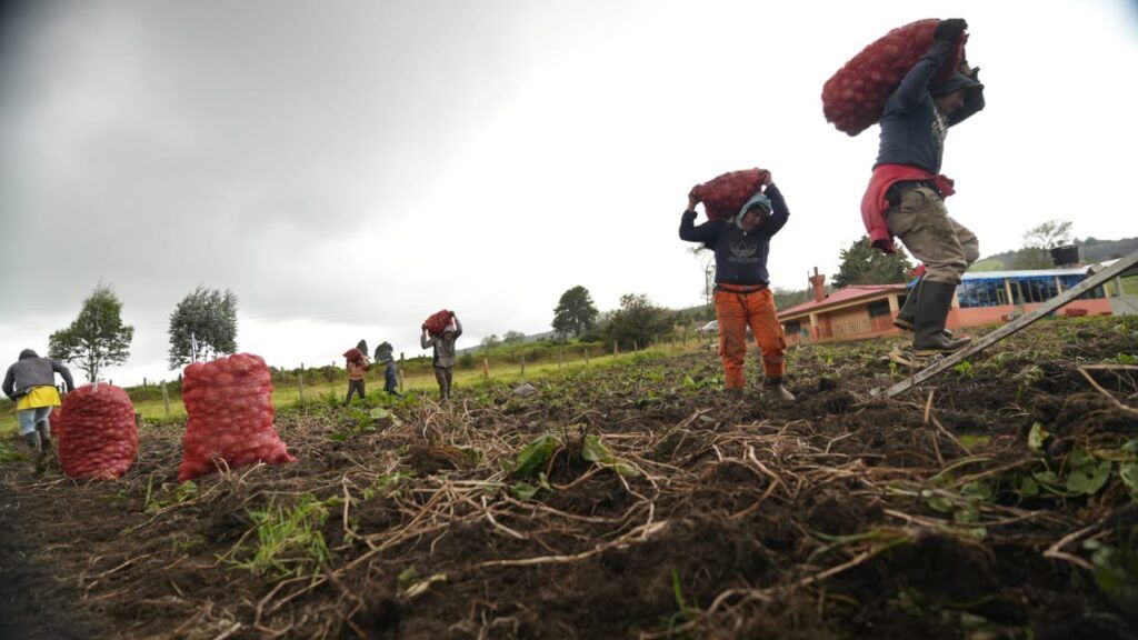 Productores de papa han obtenido condonaciones hasta del 100 % de intereses y 80 % del capital papa productores ed