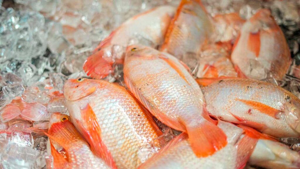 pescado produccion ed