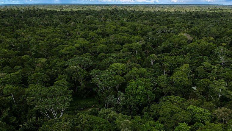 En 16% disminuyeron alertas de deforestación en la Amazonía colombiana