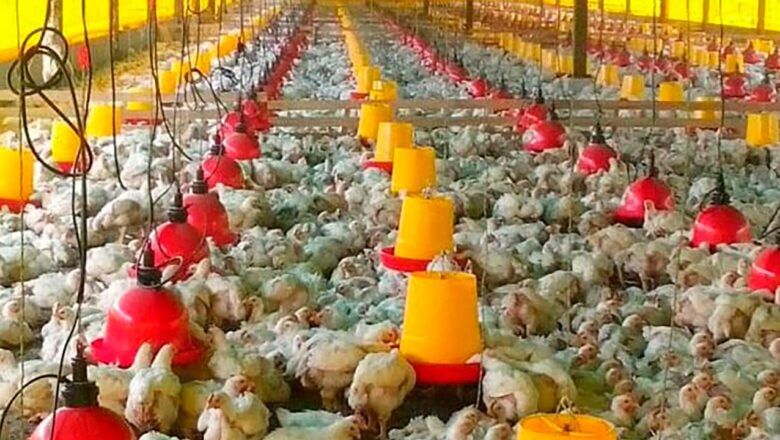 Fenavi reporta que sector avícola colombiano creció 9,1% en 2025