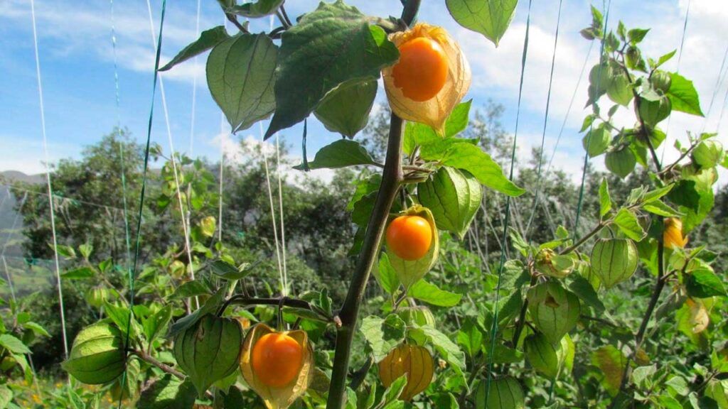 Productores de uchuva se preparan para exportar y fortalecer seguridad alimentaria produccion uchuva ed