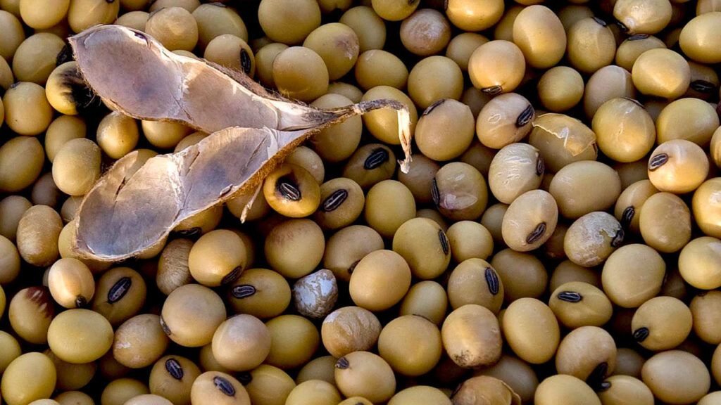 importacion insumos agricolas ed