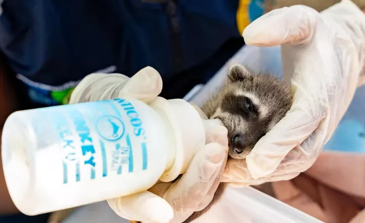EPA Cartagena atendió 2.661 animales silvestres en el CAV durante el 2025