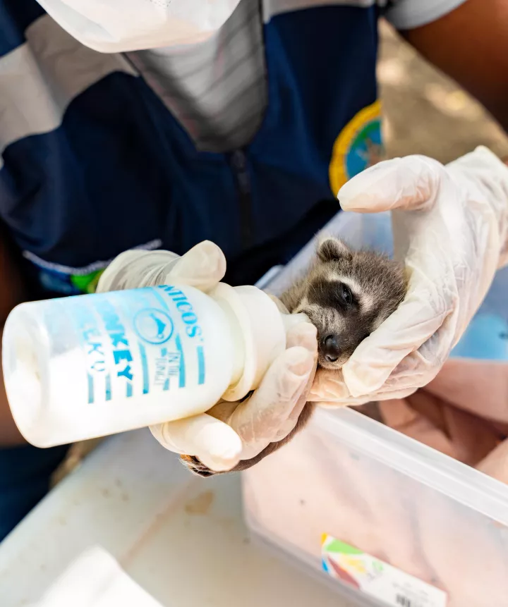 animales silovestres atencion ed