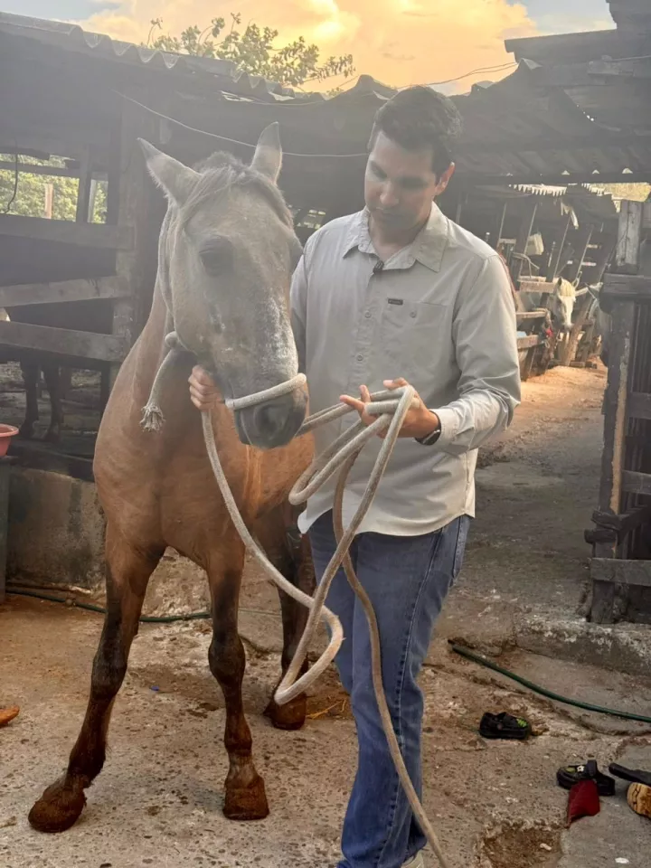 Un nuevo comienzo para los caballos cocheros de Cartagena: Umata recibe primer grupo de equinos para dar inicio a su proceso de adopción