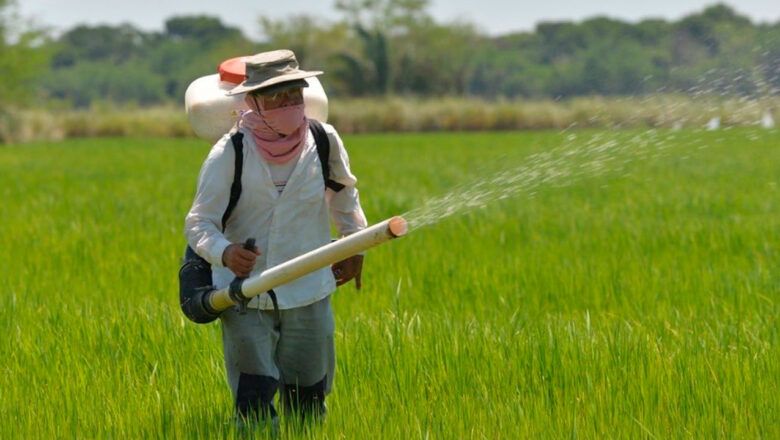 Gobierno adopta medidas para defender producción nacional de arroz paddy verde