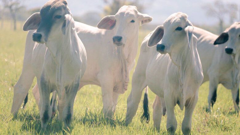 Gobierno alista medidas para controlar precios de la carne bovina