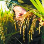 Se mantienen medidas de protección frente a importaciones de arroz, revela MinAgricultura