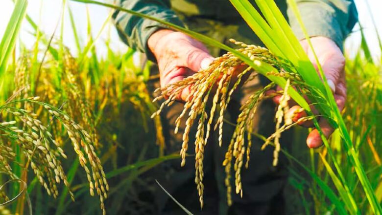 Se mantienen medidas de protección frente a importaciones de arroz, revela MinAgricultura
