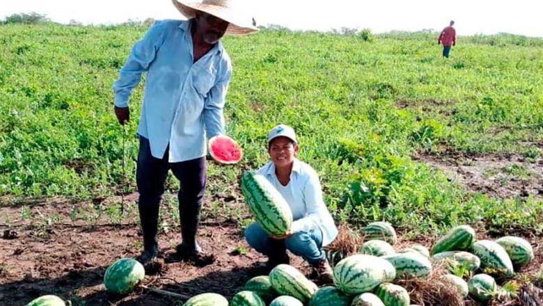 Familias de Plato, Magdalena, ya comercializan patilla, ahuyama, frijol y maíz, frutos de la Reforma Agraria