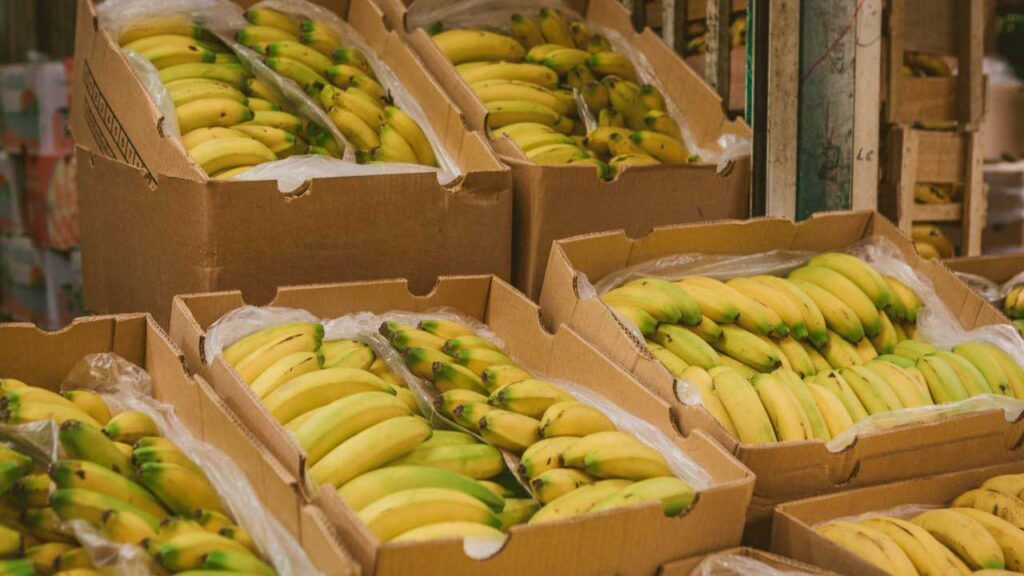 exportacion banano ed