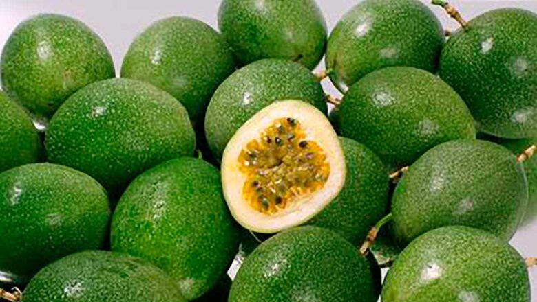Frutas como maracuyá, granadilla, curuba y gulupa logran posicionarse en más de 30 mercados internacionales