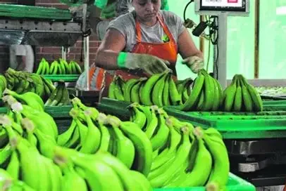 produccion banano ed e1776708705442