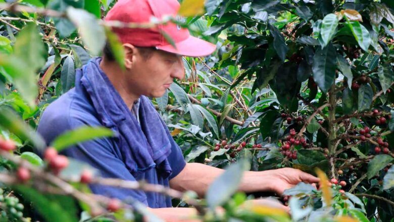 Inversión de $52.000 millones para proteger la caficultura ante el fenómeno de El Niño