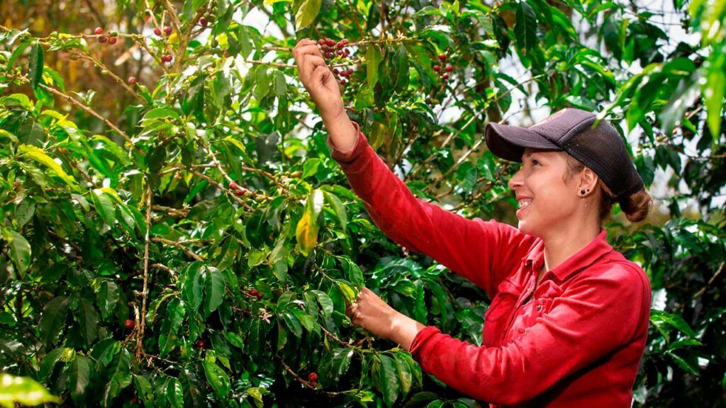 Gobierno dispone de $67.272 millones en subsidios para el agro, ante Fenómeno de El Niño,