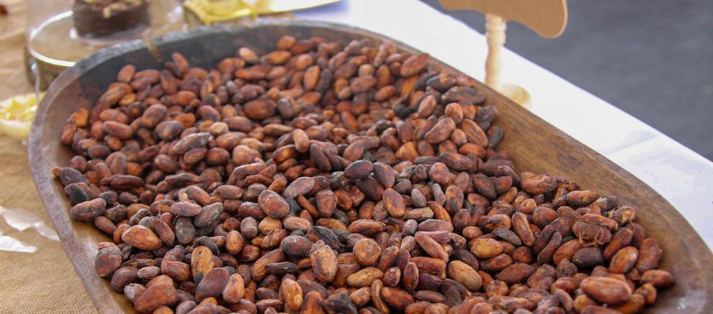 cacao ed