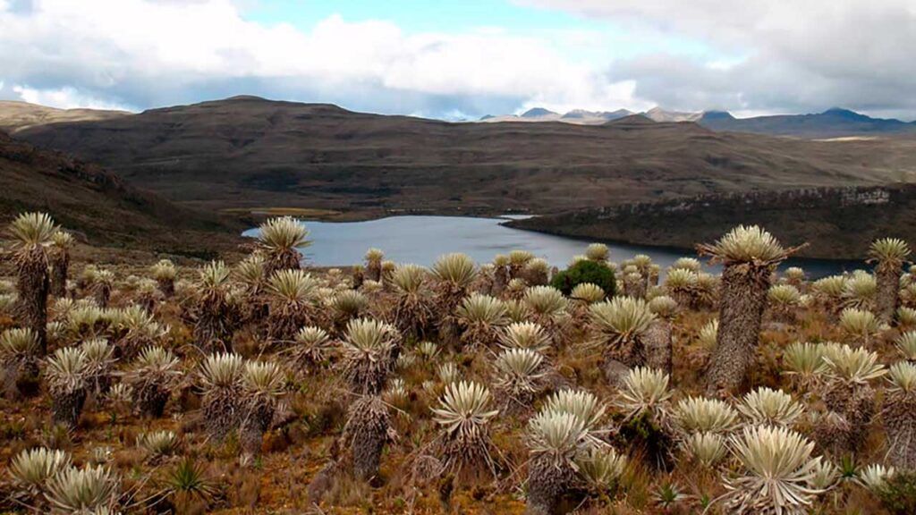 Protección a páramo más grande del mundo junto a las comunidades anuncia Gobierno paramo ed